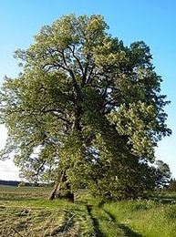 novli-08