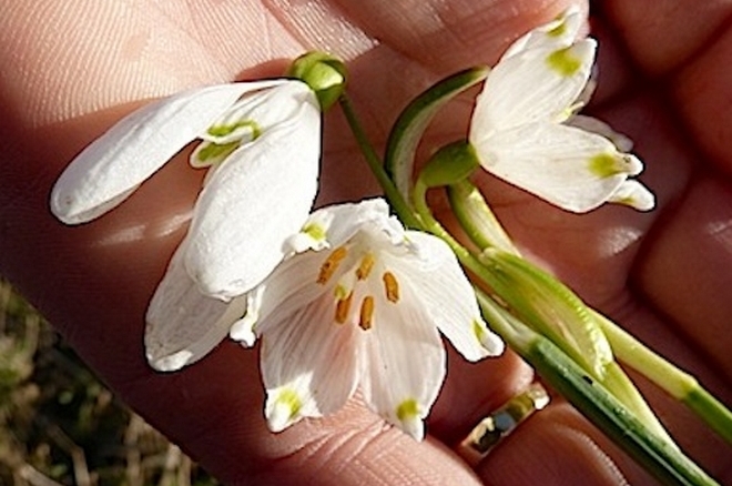 gemrum03